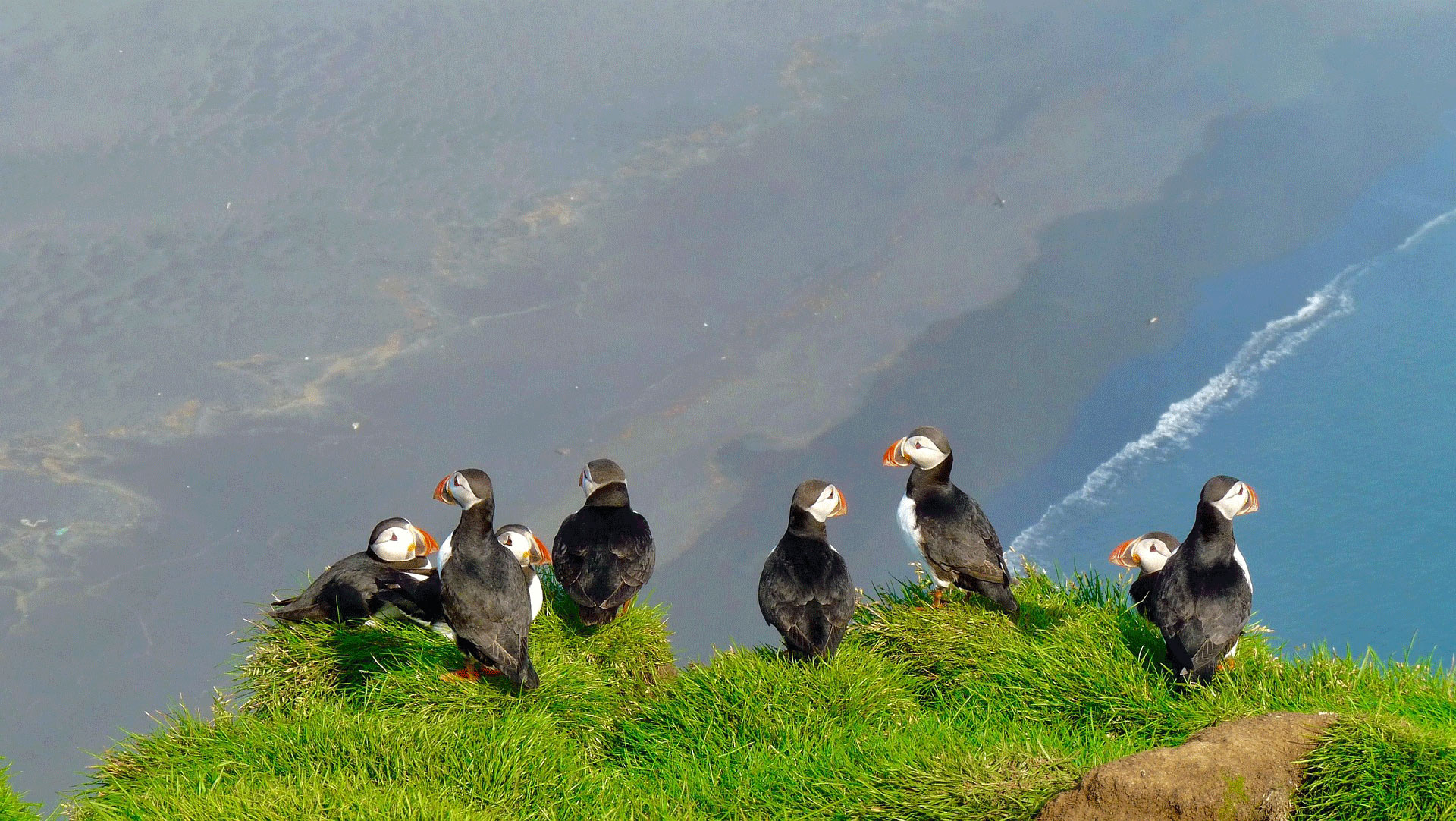 Puffin Island